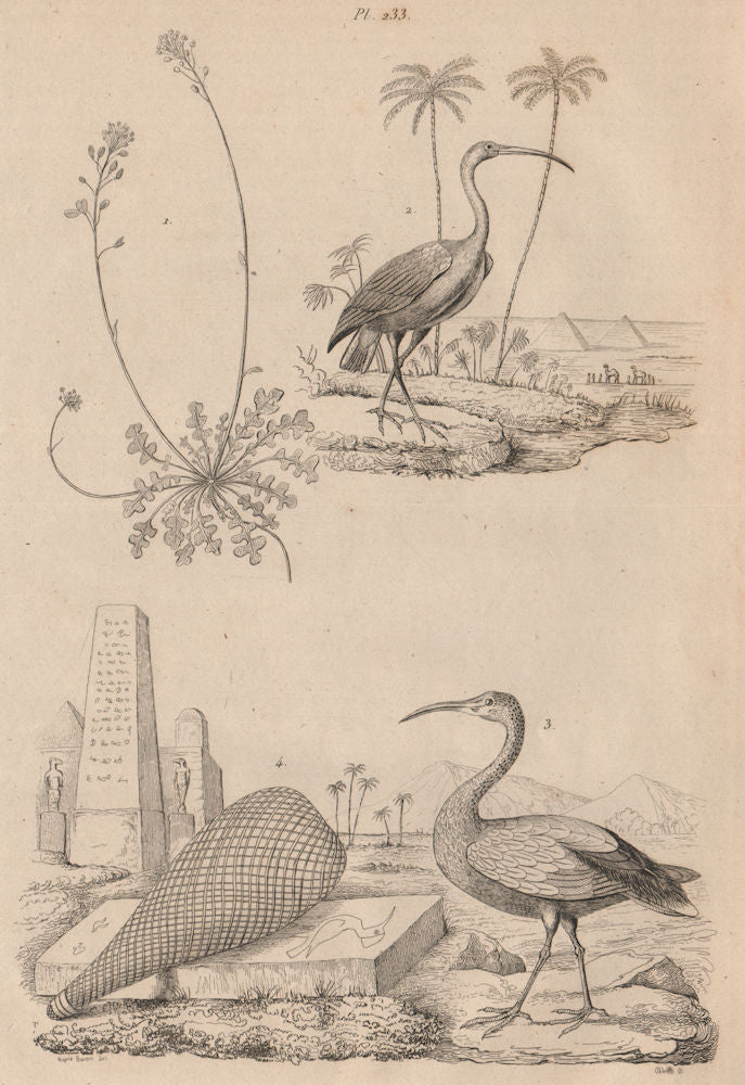 Iberis (candytuft). Ibis rouge (Scarlet Ibis). Ibis Sacré (Sacred Ibis) 1834